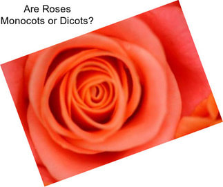 Are Roses Monocots or Dicots?