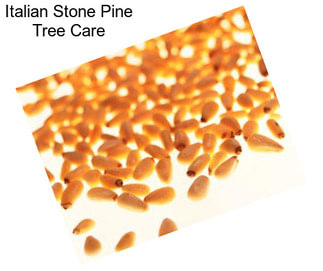 Italian Stone Pine Tree Care