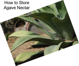 How to Store Agave Nectar