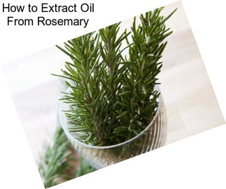 How to Extract Oil From Rosemary