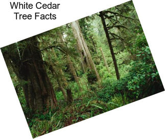White Cedar Tree Facts
