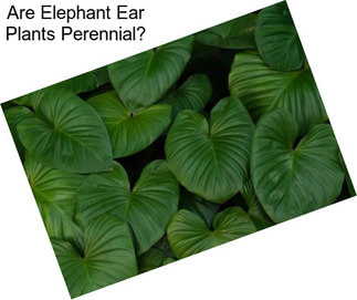 Are Elephant Ear Plants Perennial?