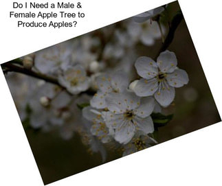 Do I Need a Male & Female Apple Tree to Produce Apples?