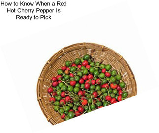 How to Know When a Red Hot Cherry Pepper Is Ready to Pick