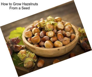 How to Grow Hazelnuts From a Seed