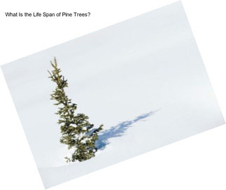 What Is the Life Span of Pine Trees?