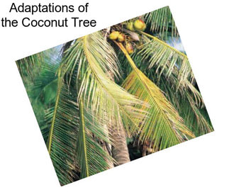 Adaptations of the Coconut Tree