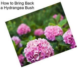 How to Bring Back a Hydrangea Bush
