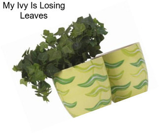 My Ivy Is Losing Leaves