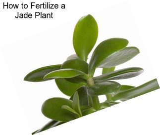 How to Fertilize a Jade Plant