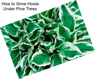 How to Grow Hosta Under Pine Trees