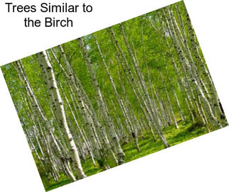 Trees Similar to the Birch