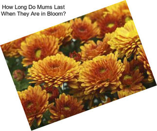 How Long Do Mums Last When They Are in Bloom?