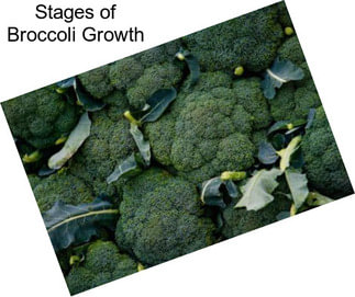 Stages of Broccoli Growth