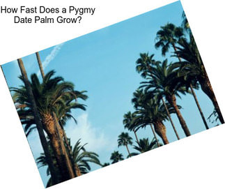 How Fast Does a Pygmy Date Palm Grow?
