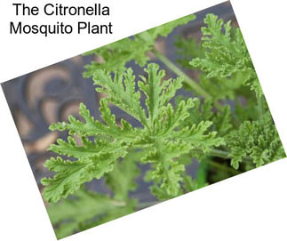 The Citronella Mosquito Plant