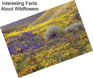 Interesting Facts About Wildflowers