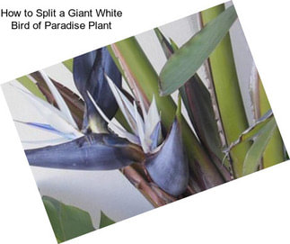 How to Split a Giant White Bird of Paradise Plant