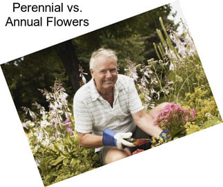 Perennial vs. Annual Flowers