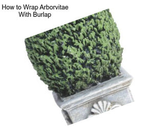 How to Wrap Arborvitae With Burlap