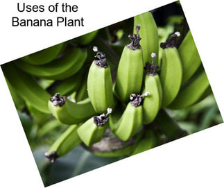 Uses of the Banana Plant