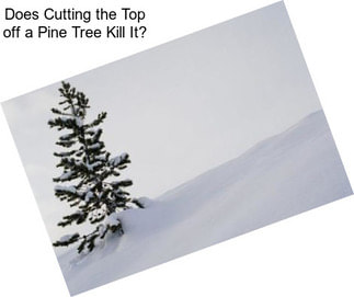 Does Cutting the Top off a Pine Tree Kill It?