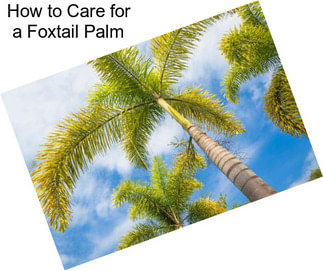 How to Care for a Foxtail Palm