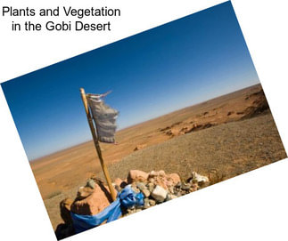Plants and Vegetation in the Gobi Desert