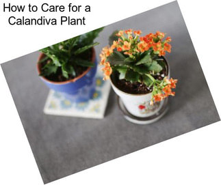 How to Care for a Calandiva Plant
