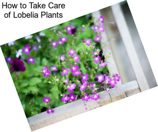 How to Take Care of Lobelia Plants