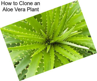 How to Clone an Aloe Vera Plant