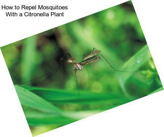 How to Repel Mosquitoes With a Citronella Plant