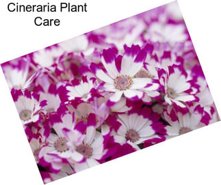 Cineraria Plant Care