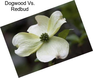 Dogwood Vs. Redbud