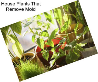 House Plants That Remove Mold