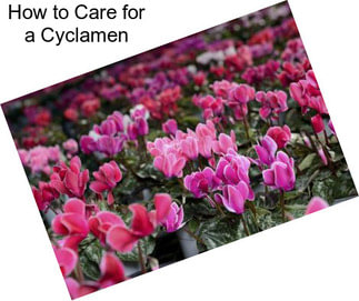 How to Care for a Cyclamen