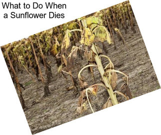 What to Do When a Sunflower Dies