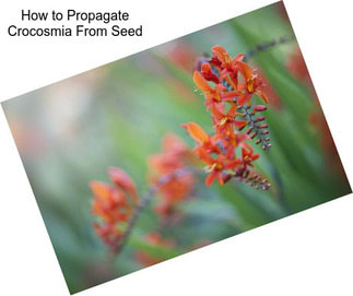 How to Propagate Crocosmia From Seed