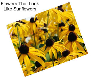 Flowers That Look Like Sunflowers