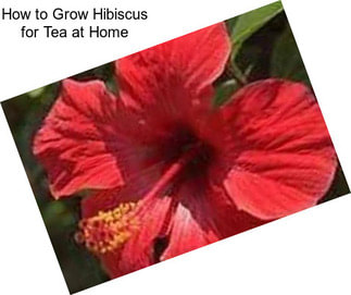 How to Grow Hibiscus for Tea at Home