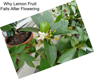 Why Lemon Fruit Falls After Flowering