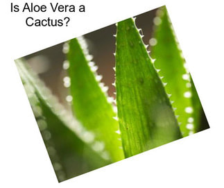 Is Aloe Vera a Cactus?