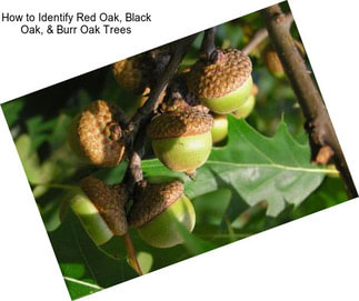 How to Identify Red Oak, Black Oak, & Burr Oak Trees