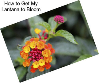 How to Get My Lantana to Bloom