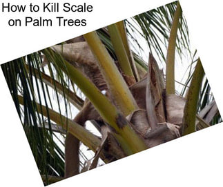 How to Kill Scale on Palm Trees
