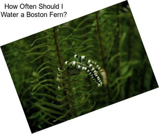 How Often Should I Water a Boston Fern?