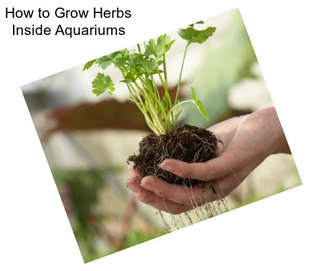 How to Grow Herbs Inside Aquariums