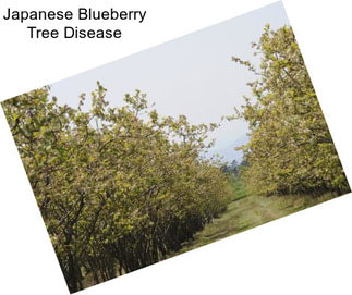 Japanese Blueberry Tree Disease
