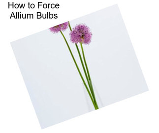How to Force Allium Bulbs