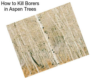 How to Kill Borers in Aspen Trees